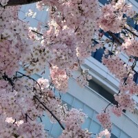 推し活