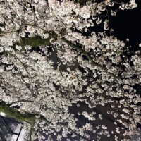 ひとりさんぽ🌸