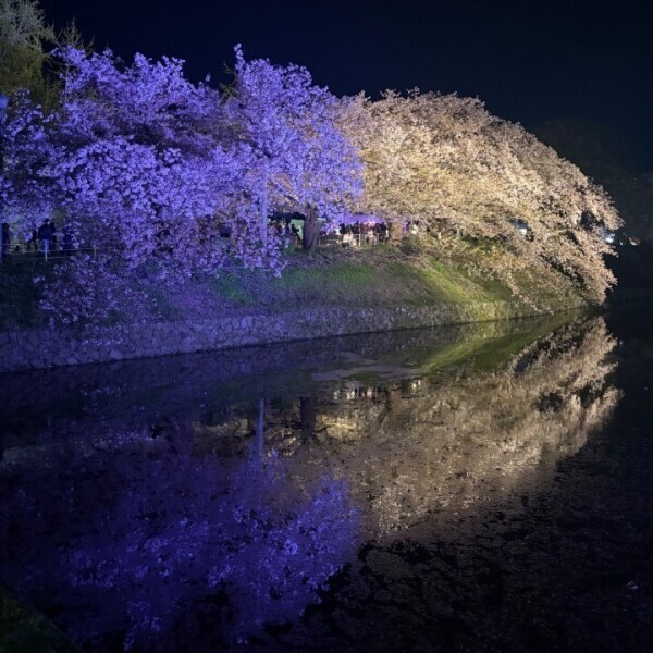 福岡では有名な桜スポット🌸