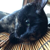 ゆひな