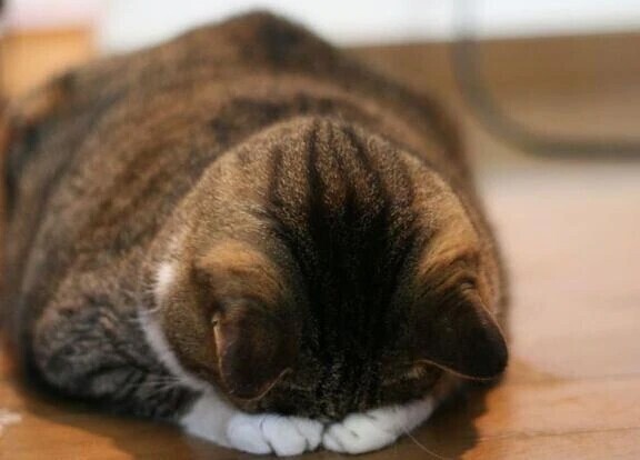 ごめんなさい(´；ω；｀)