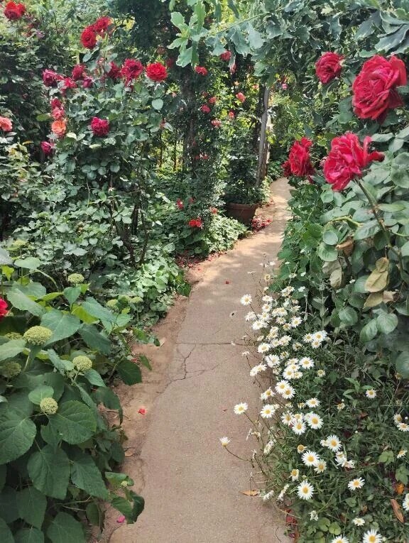 お花畑🤭❤️