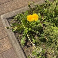 大人の楽しみ…