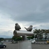 まゆ