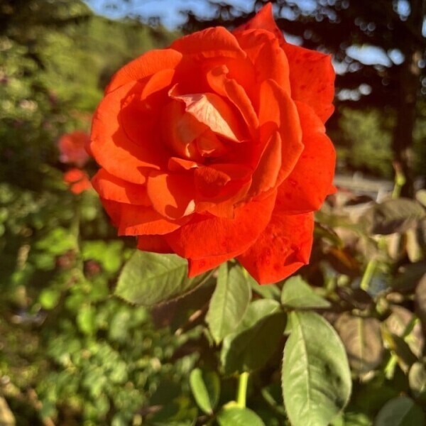 初めまして˙⋆❀⋆˙