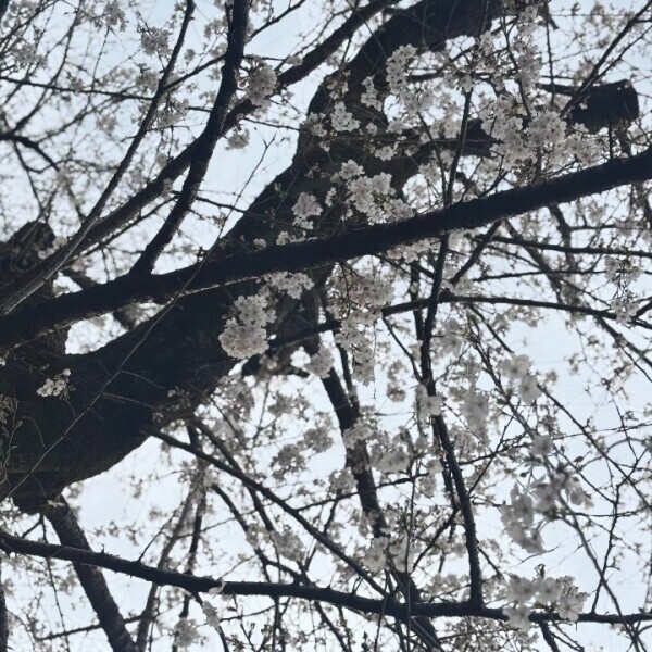 🌸