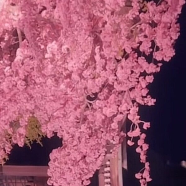 🌸