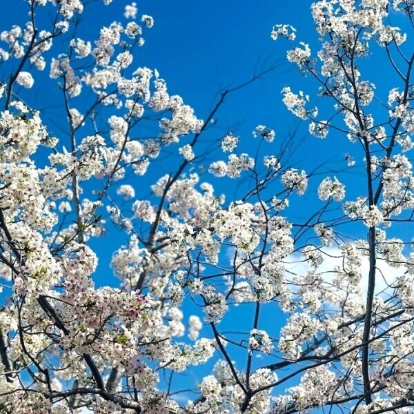 🌸🌿‬
