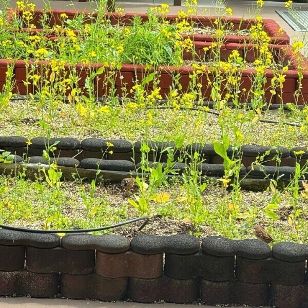 ⸜🌷︎⸝‍