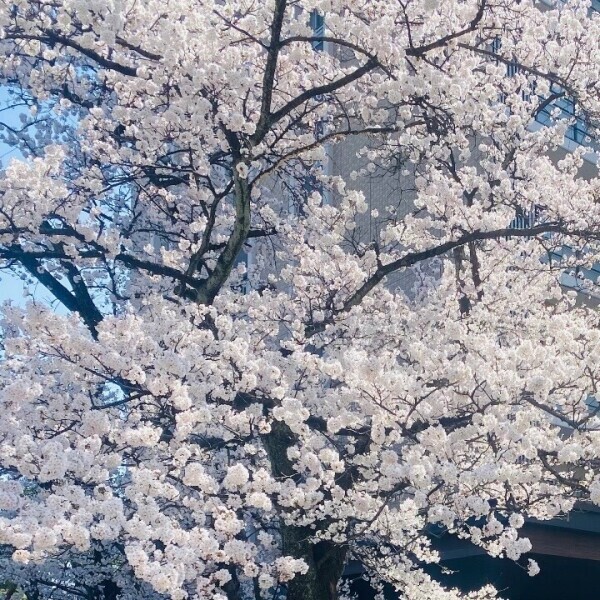 🌸