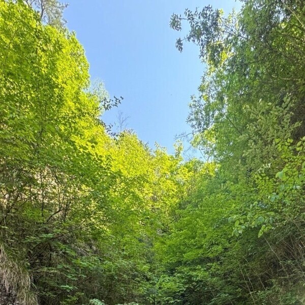 🌿‬