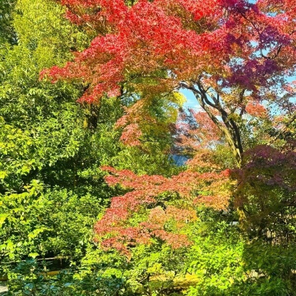 🍁