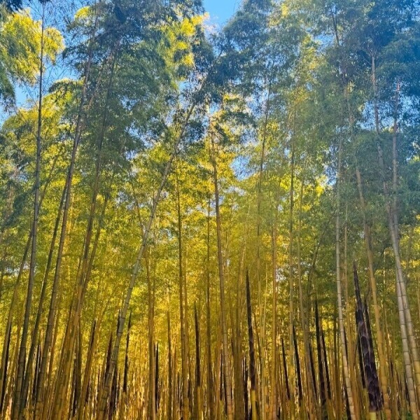 🌳