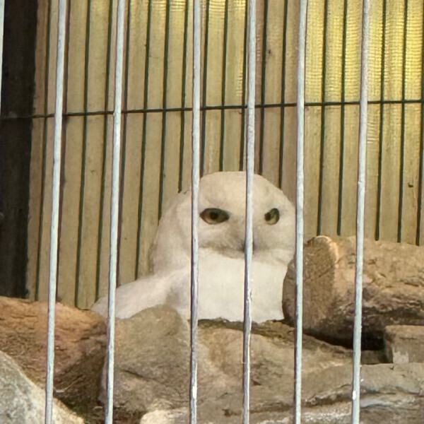 🦉🪄︎︎✨