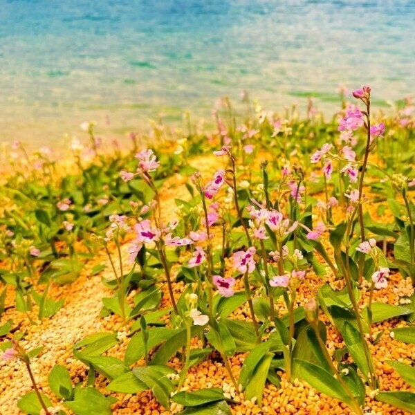 🌸🎥