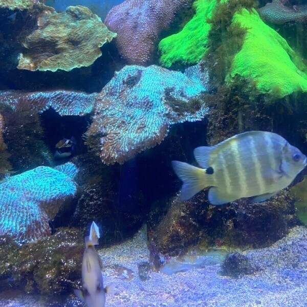 🐟✨️