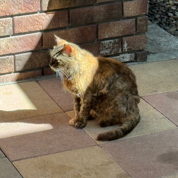 目覚めがいい🐱