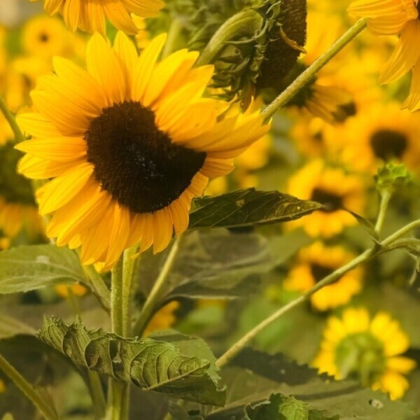 🌻