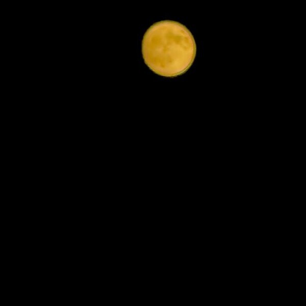 🐰🌕