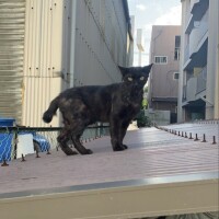 まい