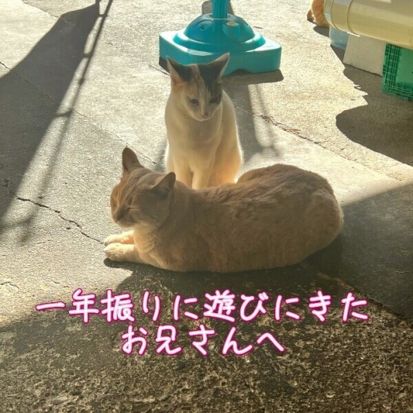 お礼　猫カフェは怒られちゃう様