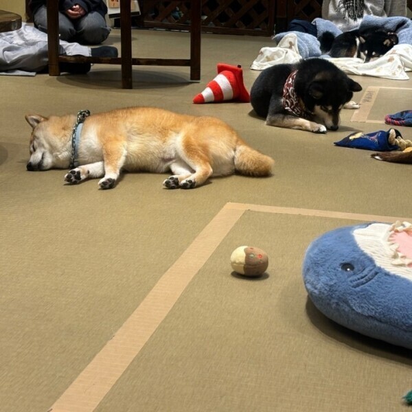 本日お休みします💔