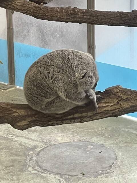 お休みです。