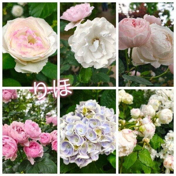 🤍お花🤍