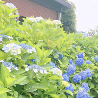 愛