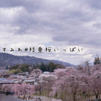 桜の季節のお話と桜に関係ないお話