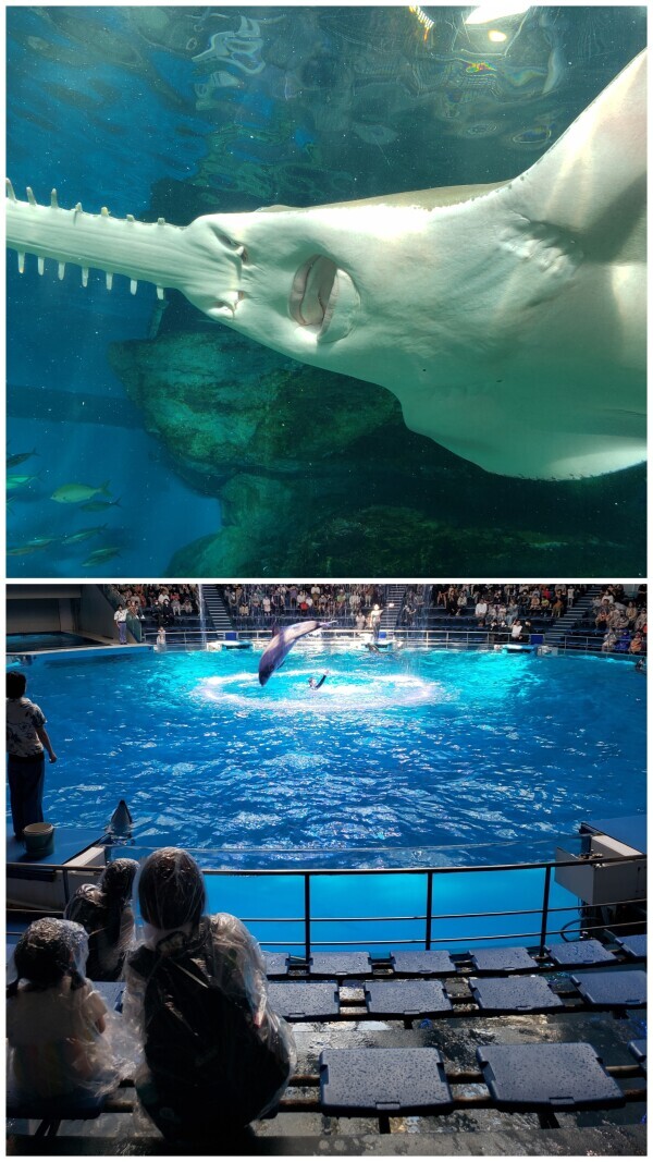 都内の水族館