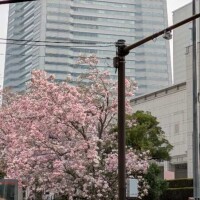 ふじよ