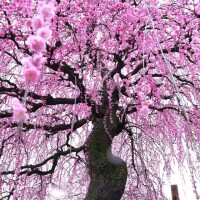 ようこ