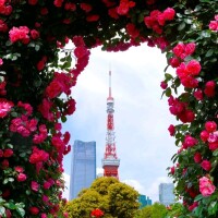 ようこ