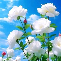 ようこ