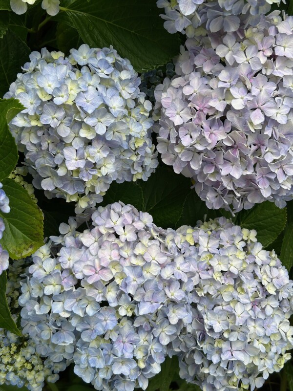 image0.jpeg