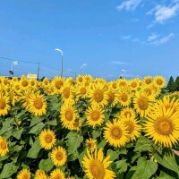 ようこ