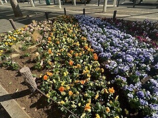 出勤予定 あけみ