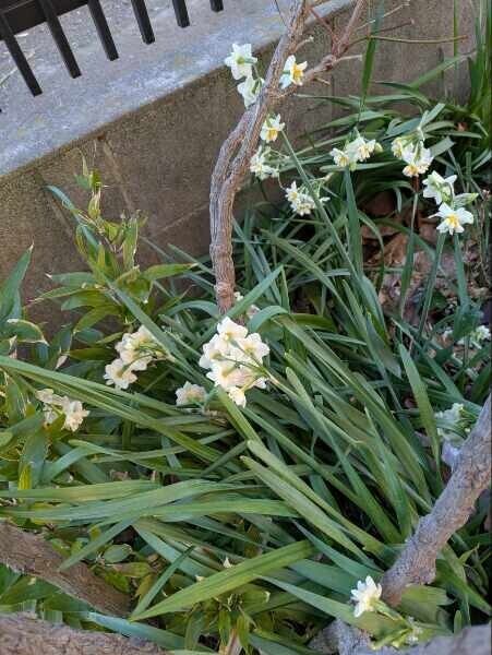 完熟ばなな川崎店ふじよです　水仙を