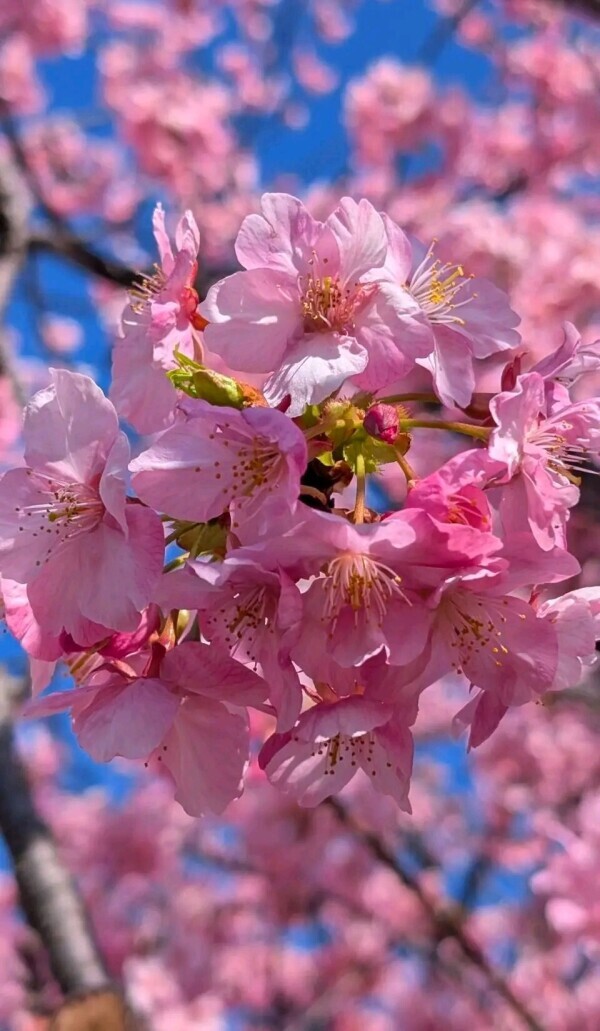 完熟バナナ川崎店のようこです