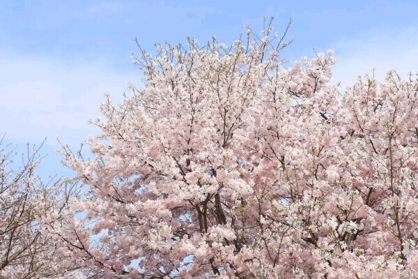完熟バナナ川崎店のようこです