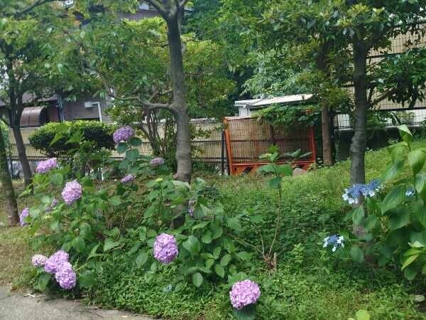 完熟ばなな川崎店ふじよです　今日還暦を迎えた歌手が居ます