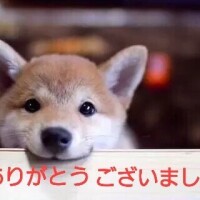 あみか