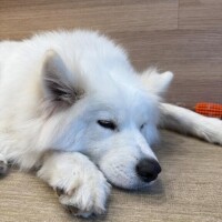 神楽のあ