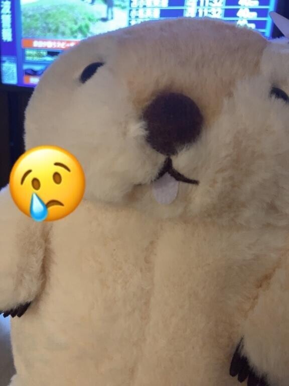 本日おやすみです
