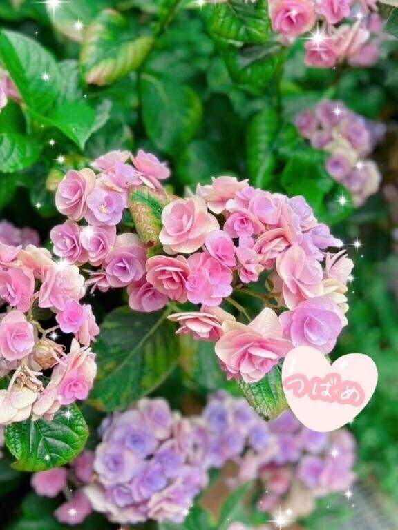 明日いるかも。。??