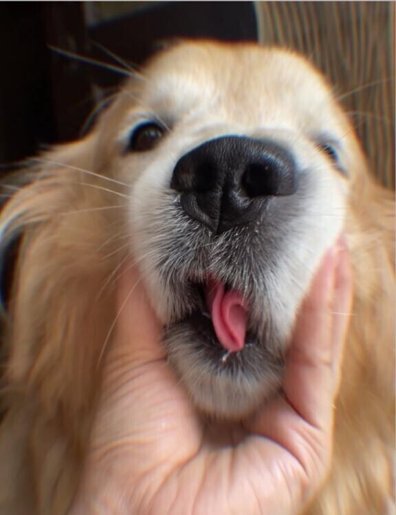 ゴールデンレトリバー？