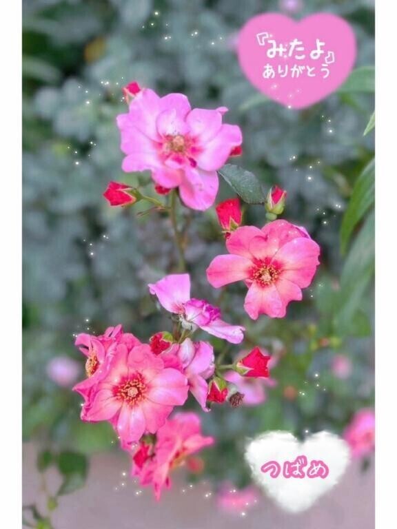 お花見したいな？？