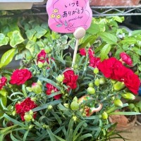 末永ひなみ