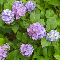 芹沢ここは
